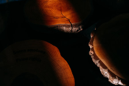 Close-up of tree growth rings on a cut wooden cross-section, showcasing natural patterns and age determination under warm light and shadow contrast.の写真素材