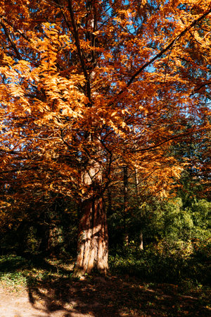 Vivid orange foliage of a majestic Metasequoia glyptostroboides (Dawn Redwood) illuminated by sunlight, set against a lush green forest backdrop during autumn.の写真素材