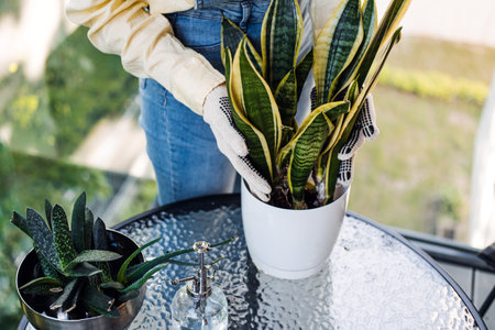 Person arranging potted snake plant on glass balcony table in denim and gloves. Reflects urban gardening, mindful home care, and green lifestyle trendsの写真素材