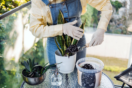 Close-up of a woman adding soil to a potted snake plant on a balcony garden workspace. Eco-conscious living, grow at home, sustainable habits, urban gardeningの写真素材