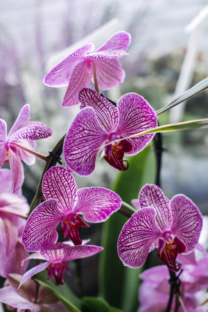 Close-up of vibrant purple orchids with striped petals in soft natural light. Tropical elegance, floral detail, orchid care, indoor plant beautyの写真素材