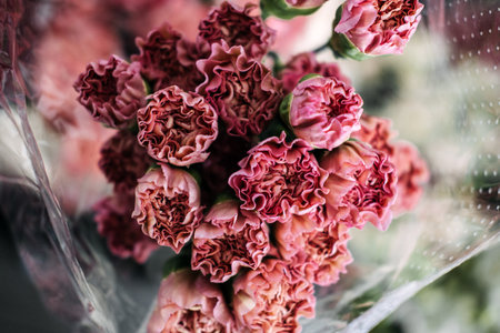 Close-up of ruffled pink carnations wrapped in cellophane ready for floral design. Textured florals, romantic blooms, seasonal flower prep, soft color paletteの写真素材