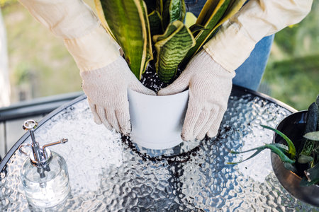 Close-up of gloved hands pressing soil around a snake plant in a white ceramic pot. Eco-friendly decor, sustainable design, plant styling, green livingの写真素材