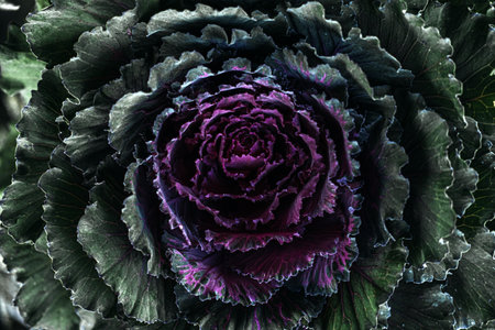 Close-up of ornamental cabbage with deep purple and green leaves in layered rosette form. Moody botanicals, luxe local, dark florals, seasonal foliageの写真素材