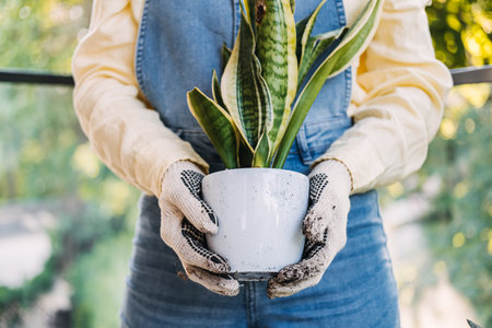 Close-up of woman holding a potted snake plant at waist height in gardening gloves. Home gardening routine, relatable plant care, slow living, nurturing practicesの写真素材