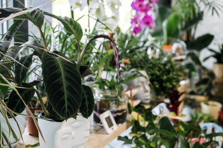 Indoor houseplants in decorative face planters arranged on a windowsill with vibrant leaves and orchids. Urban jungle trend, houseplant lovers, plant parenthoodの写真素材