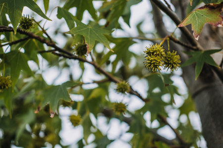 Liquidambar orientalis also known as Oriental sweetgum Turkish sweetgum and Asian sweetgum with...