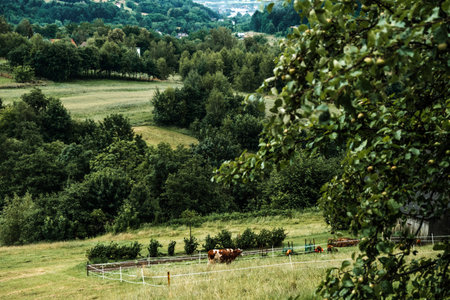 Cows grazing in a fenced pasture on a green hillside with scattered houses and fruit trees in view....
