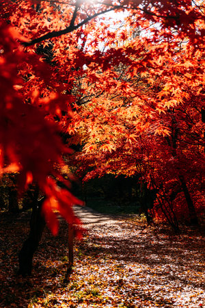 Sun-dappled forest path under a canopy of glowing red autumn leaves. Forest healing, slow living,...