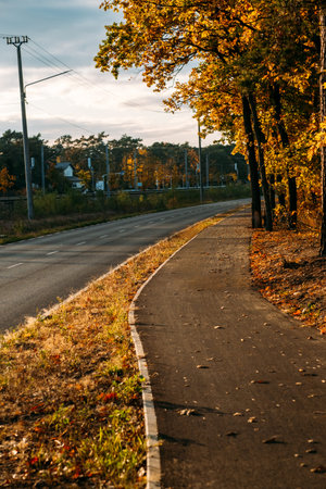 A winding bike path curves beside a quiet road lined with autumn trees under golden evening light....