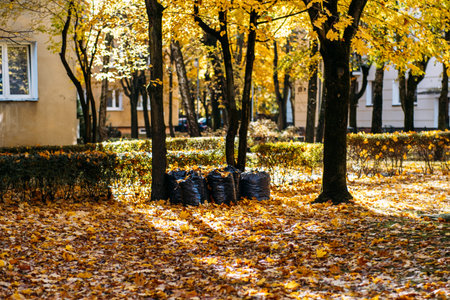 Black garbage bags filled with autumn leaves sit under yellow trees in a residential courtyard. Urban maintenance, seasonal cleanup, sustainability in housing, neighborhood environment..の写真素材