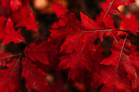 Close-up of bright crimson oak leaves in sharp focus against a soft, dark autumn backdrop. Seasonal...