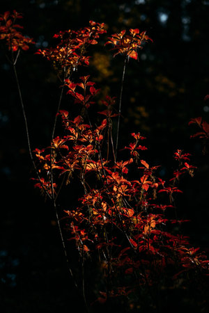 Slender stems of a native shrub with red-orange autumn leaves emerging from a shadowed forest....