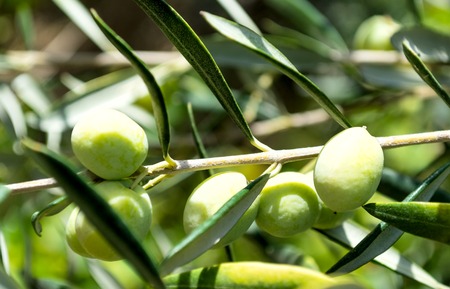 Green olives on the tree against blue sky. Selective focus.の写真素材