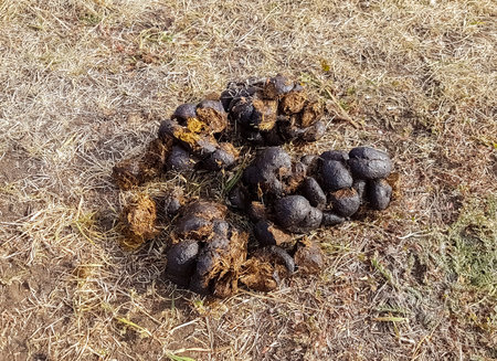 Horse shit on the grass