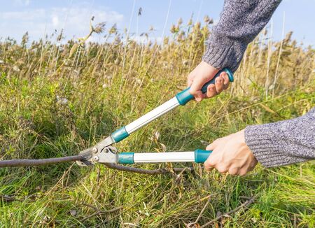 Rusty pruning shears im male hands cutting grassの写真素材