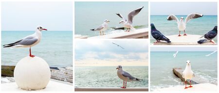 White seagulls standing on stone fence opposite seaの写真素材