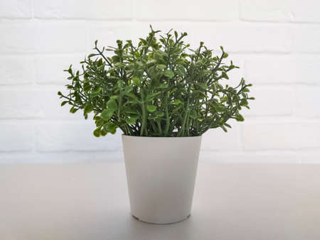 Small green plant in pot in interiorの写真素材