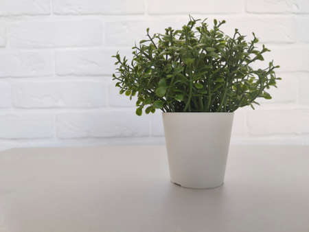 Small green plant in pot in interiorの写真素材