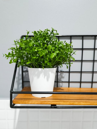 Small green plant in white pot on wooden shelf in interior