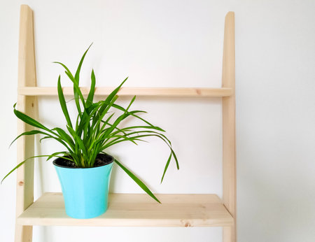 Green plant in blue pot in white scandinavian interior