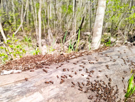 Ants on wooden log in the forest in sunny summer dayの写真素材