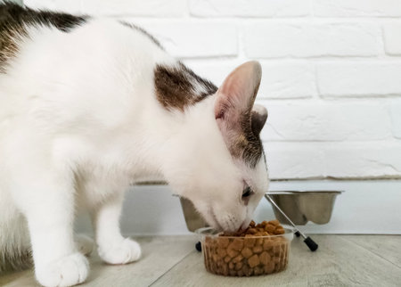 Cat eating dry food. Hungry domestic animalの写真素材