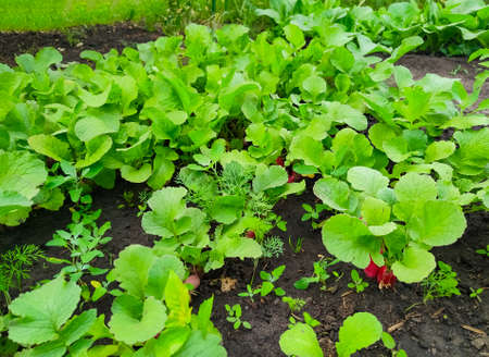 Radish growing in the gardenの写真素材