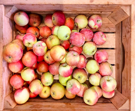 Fresh delicious apples crop in wooden boxの写真素材