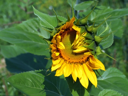 flower of a sunflowerの写真素材
