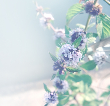 background from wild mintの写真素材