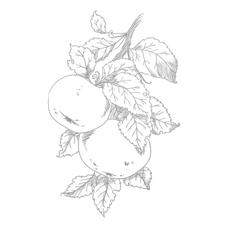 Apple on branch of the aple trees , vectorのイラスト素材