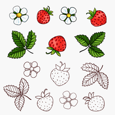 beautiful strawberries composition isolated on white backgroundのイラスト素材