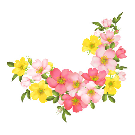 Dog-rose blooms. pink and yellow wild rose vector illustrationのイラスト素材