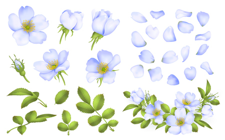 Dog-rose blooms. Blue wild rose vector set illustration.のイラスト素材