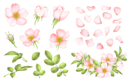 Dog-rose blooms. Wild rose vector set illustration.のイラスト素材