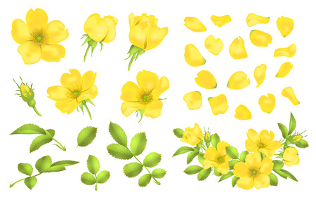 Dog-rose blooms. Wild rose vector set illustration.のイラスト素材