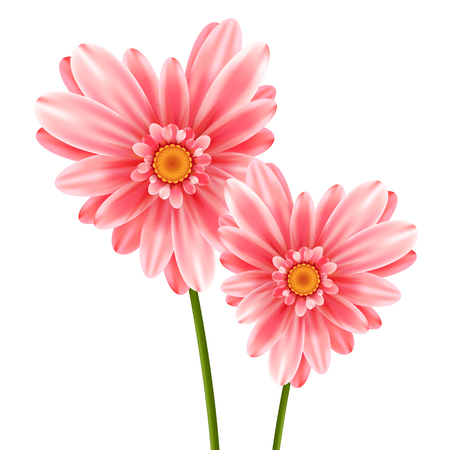 Gerbera flower heart isolated on white backgroundのイラスト素材