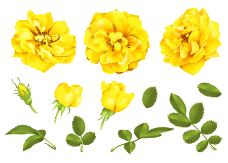 Realistic vector yellow roses set. 3d roses on white background.のイラスト素材