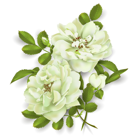 Realistic vector white rose.のイラスト素材