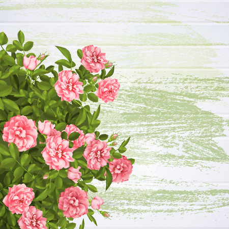 Realistic vector pink roses, spring post card.のイラスト素材