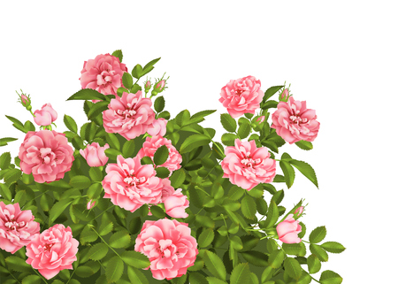 Realistic vector pink roses, spring post card.のイラスト素材