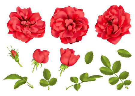 Realistic vector 3d red roses.のイラスト素材