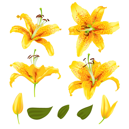Vector realistic lily flower blossom set illustration.のイラスト素材