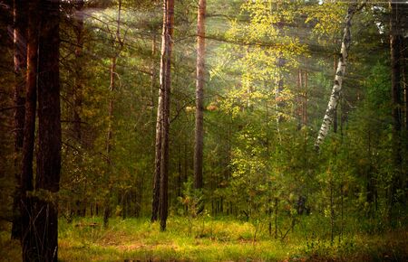 Magical autumn forest landscape. Sunrays in morning.の写真素材
