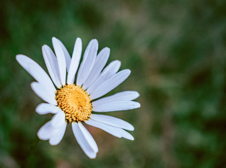 beautiful wild flowers on nature dark background.