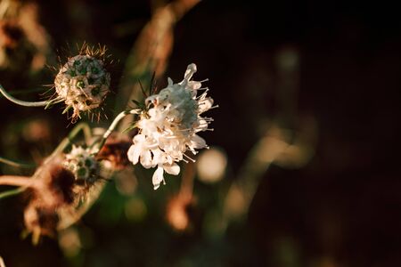 beautiful wild flowers on nature dark background.の写真素材