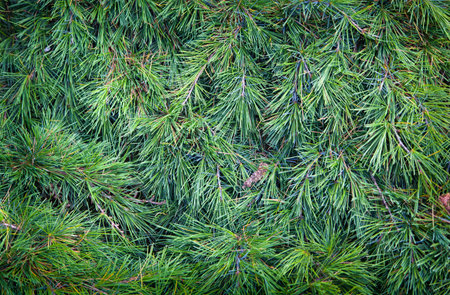 Christmas background template, Christmas tree 