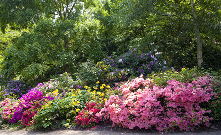 Old English park in bloom, south of Londonの写真素材