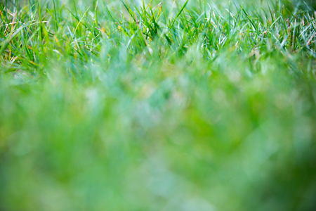 Green grass, Image for backgroundの写真素材